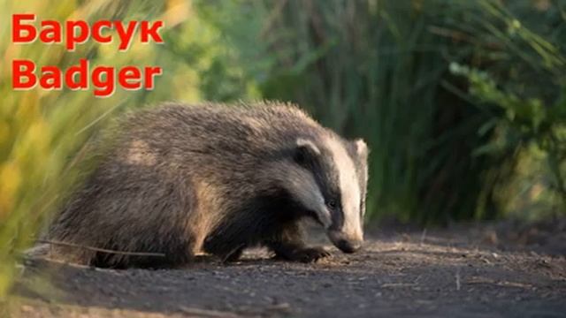 Животные Великобритании / Animals Of Great Britain