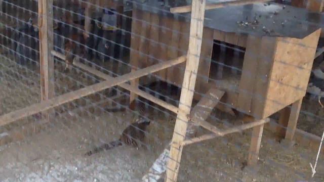 Выносливость цесарок. Не миф, а реальность. Зима t -12°С смотреть онлайн