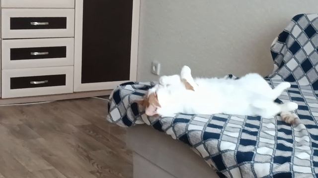 Кузя смотреть онлайн