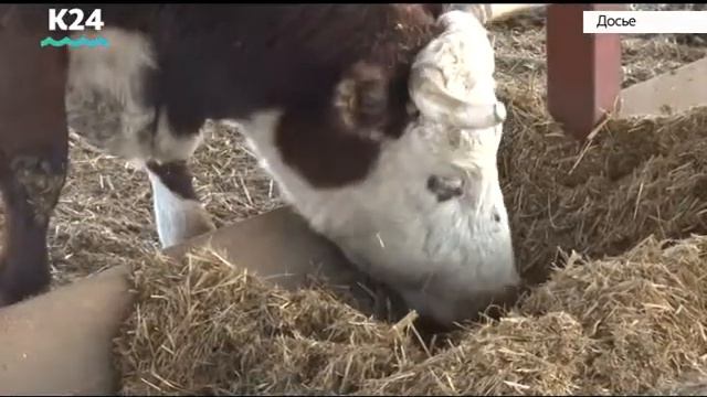 Алтайское хозяйство отправило партию племенного скота в Якутию смотреть онлайн