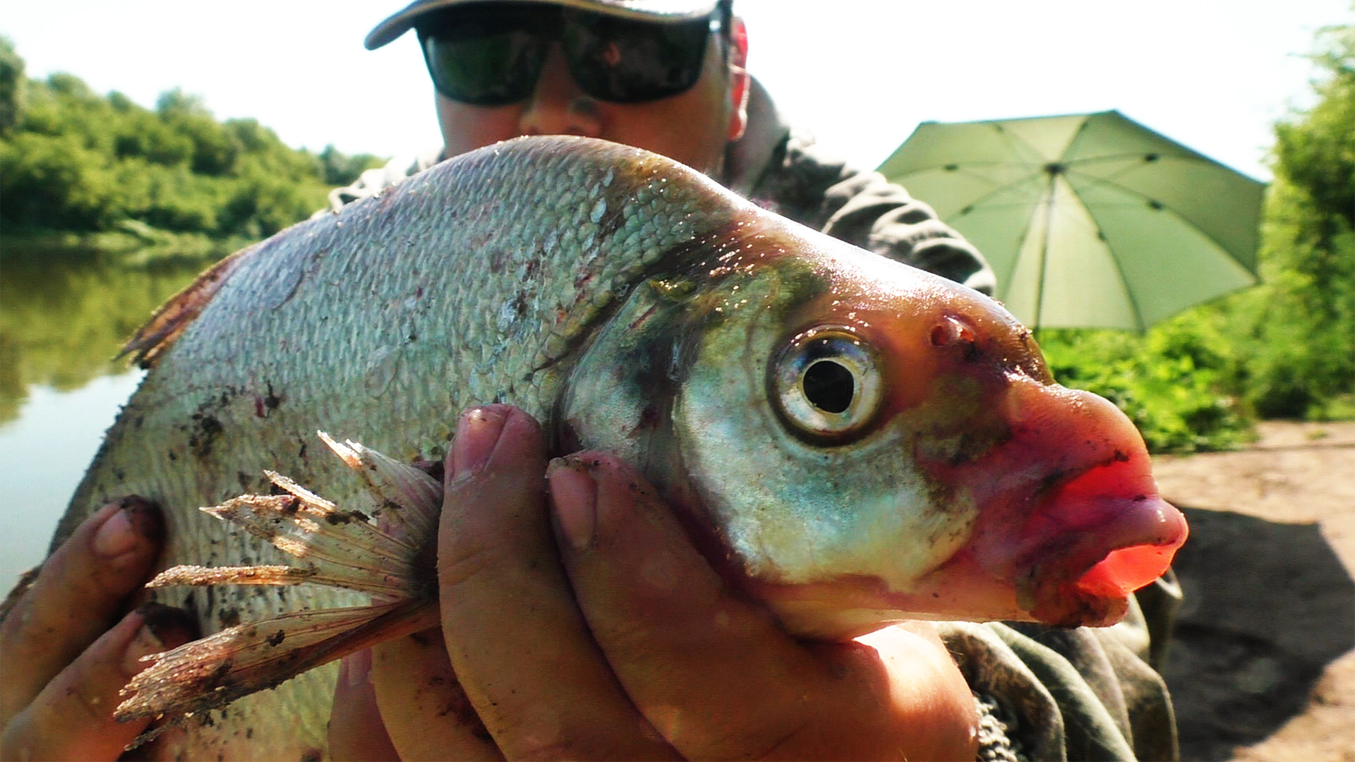 Рыбалка на фидер и макушатник на Дону в июле 2023 Ловля Когда РАЗДАЧА закончилась и НЕ КЛЮЕТ!!! смотреть онлайн