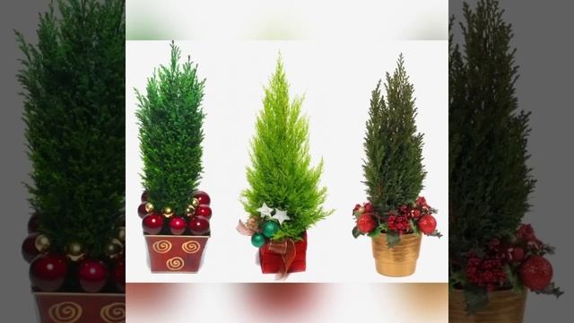 НОВОГОДНИЙ КИПАРИС УХОД! смотреть онлайн