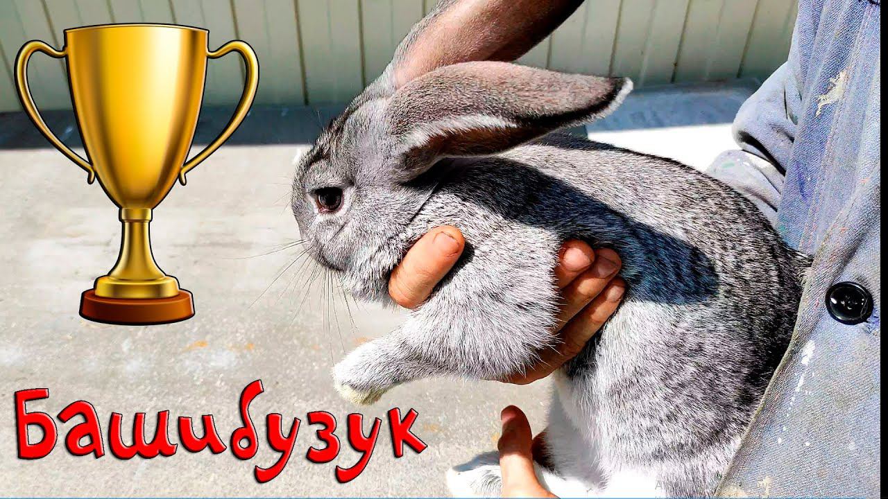 Башибузук смотреть онлайн