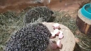 ЧЕМ КОРМИМ ЁЖИКОВ