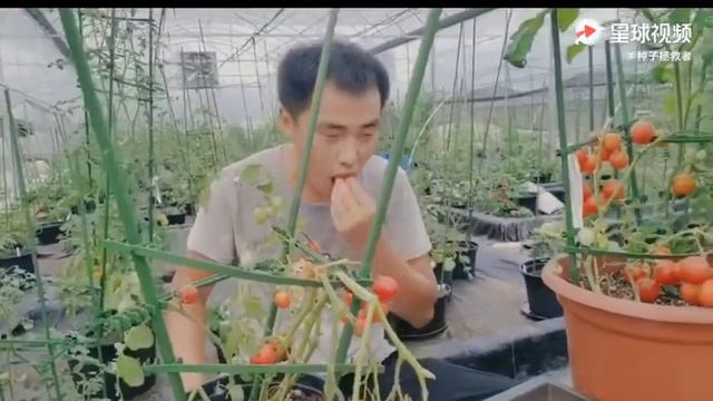 Bush Red Alert Tomato Review смотреть онлайн