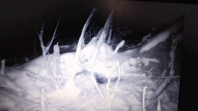 Заготовка корма бобрами зимой. смотреть онлайн