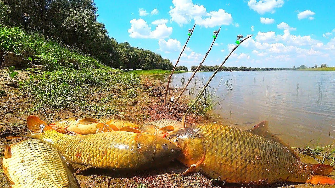 БЕШЕНЫЙ КЛЁВ САЗАНА НА ЗАКИДУШКИ. РЫБАЛКА. ТАКОГО Я НЕ ОЖИДАЛ. ДИКИЙ САЗАН НА ЖМЫХ, МАКУХУ. смотреть онлайн