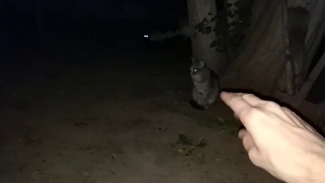 Ночные коты смотреть онлайн