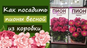 Как посадить пионы весной из коробки?