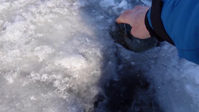 Рыбалка на аэролодке! В поиске судака на море! смотреть онлайн