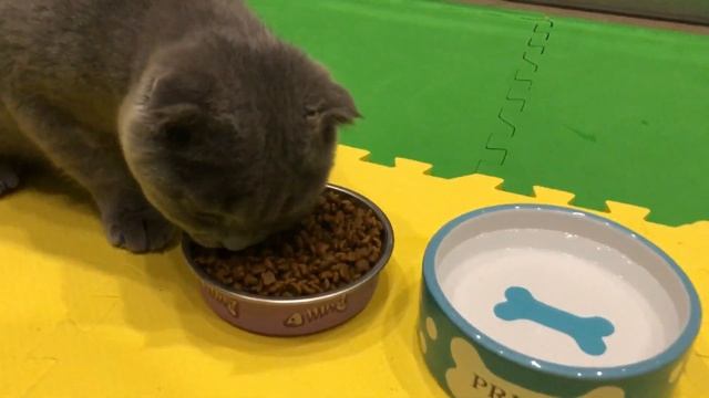 АСМР с котом, кот кушает – хруст сухого корма. смотреть онлайн