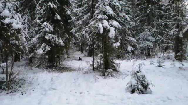 Красота зимнего леса с Немецким ягдтерьером. смотреть онлайн