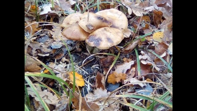 Сбор грибов маслят смотреть онлайн