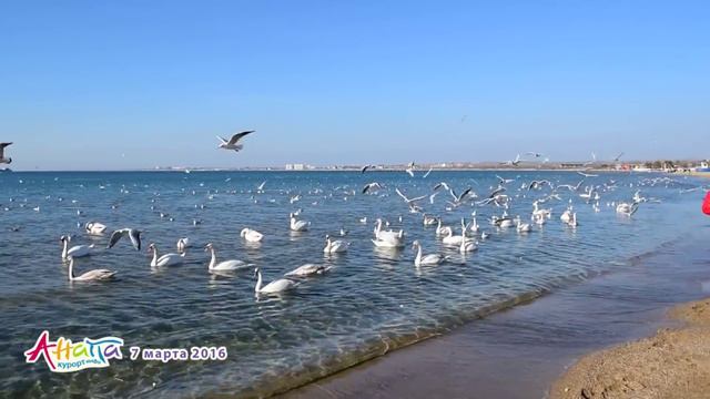 Анапа. Погода 7.03.2016 ЛЕБЕДИ и ЧАЙКИ центральный пляж море смотреть онлайн