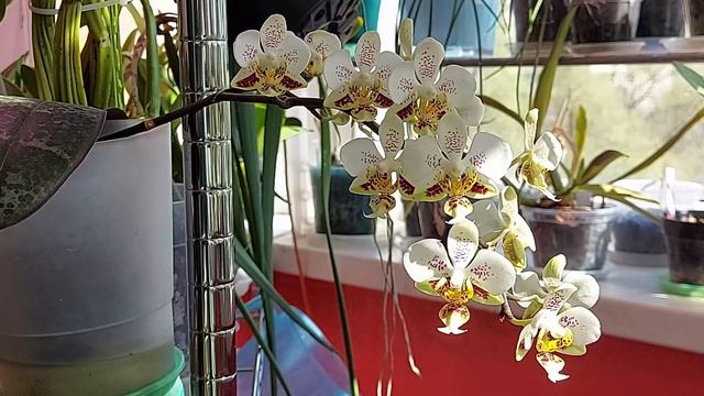 Ph. Stuartiana 'Sogo'