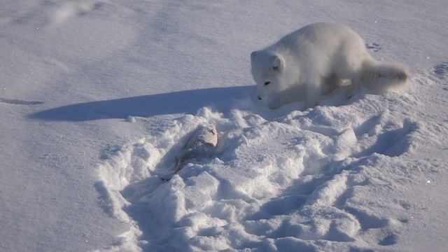 Песец!!! смотреть онлайн