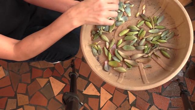How To Repair Stretched And Damaged Succulents With Sucs For You