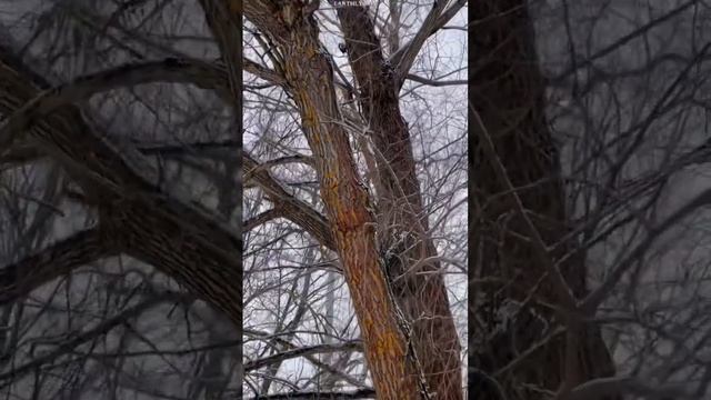 Маленький дятел #shorts #земнойирий #природа #птицы #дятел смотреть онлайн