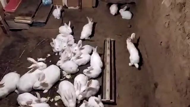 Кролики зимой в яме смотреть онлайн