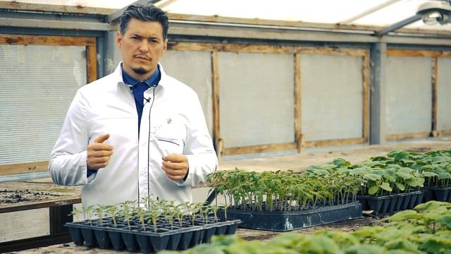 Развитие растений томата после пикировки смотреть онлайн