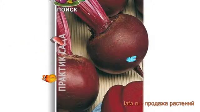 Свекла столовый Червона Кула (chervona kula) ? обзор: как сажать, семена свеклы Червона Кула смотреть онлайн