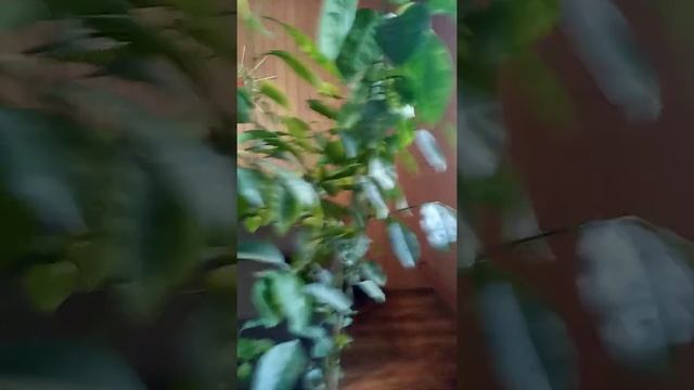 Апельсиновое Дерево дома! смотреть онлайн