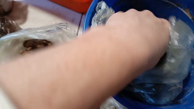 Посадка георгинов 1 марта для черенкования и раннего цветения 2024 Ильино Нижегородская обл смотреть онлайн