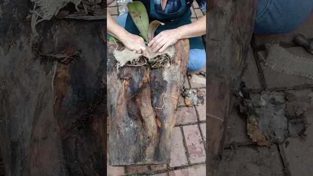 DICA FÁCIL | ORQUÍDEA NO TRONCO смотреть онлайн