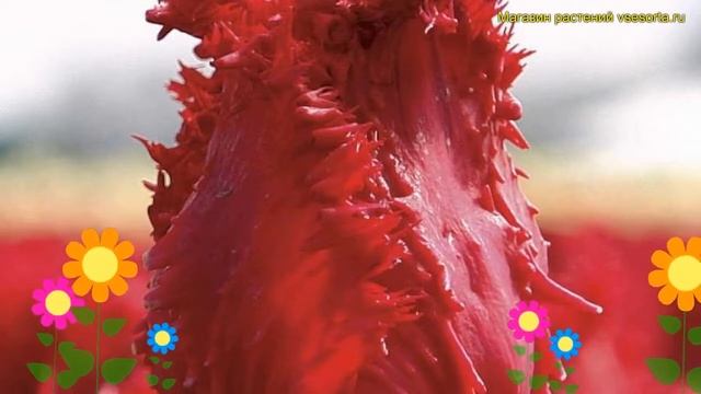 Тюльпан обыкновенный Барбадос. Краткий обзор, описание характеристик tulipa Barbados смотреть онлайн