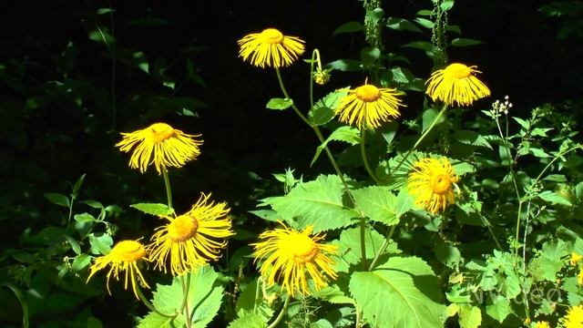 Кавказ 2014, Псебай - Красная поляна, часть 1 смотреть онлайн