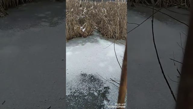 Проверка капканов,не прошла даром... смотреть онлайн