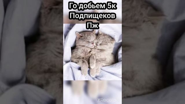 САМЫЕ МИЛЫЕ СПЯЩИЕ КОТЯТА ФОТО | #shorts #котята #животные смотреть онлайн