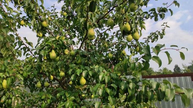 Груша ПРОСТО МАРИЯ смотреть онлайн