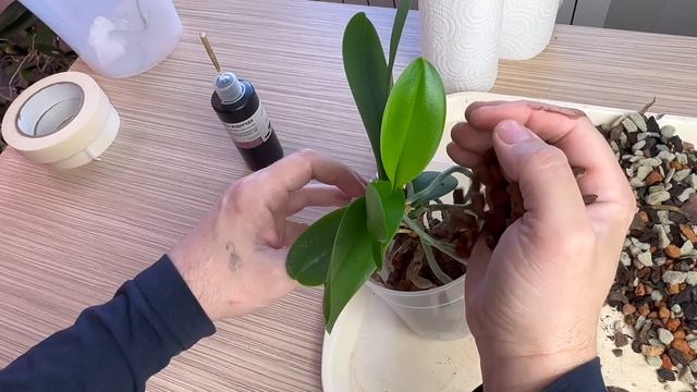 временная пересадка орхидеи для пересылки по почте / корни орхидей после 4 лет в ЗС неорганике смотреть онлайн