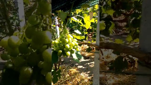 Рошфор виноград.26.07.2021 смотреть онлайн