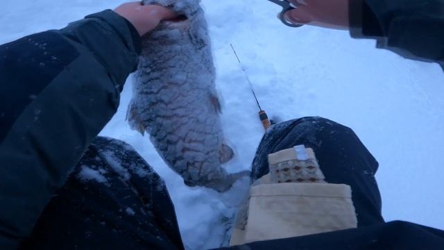 Ловля Форели на Турнире |  Кубок Платных Прудов 1-й этап РК 