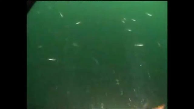 Zenobia shipwreck, one of the top 10 wreck dive sites in the world with Viking Divers Center Larnac смотреть онлайн