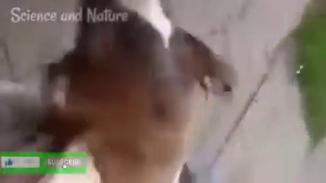 A Goat 🐐 almost turns it's head 360° смотреть онлайн