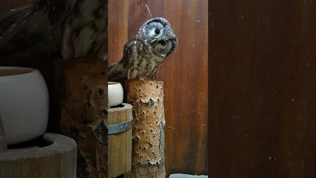 Мохноногий сыч / boreal owl