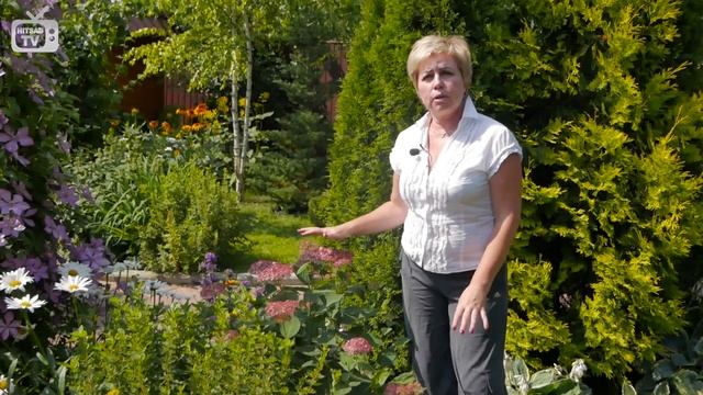 Гортензия древовидная PINK ANNABELLE ? Обзор гортензии от эксперта HitsadTV