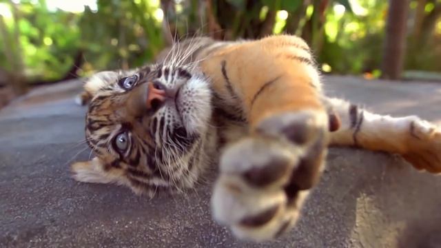 Australia Zoo baby cuteness | Irwin Family Adventures смотреть онлайн