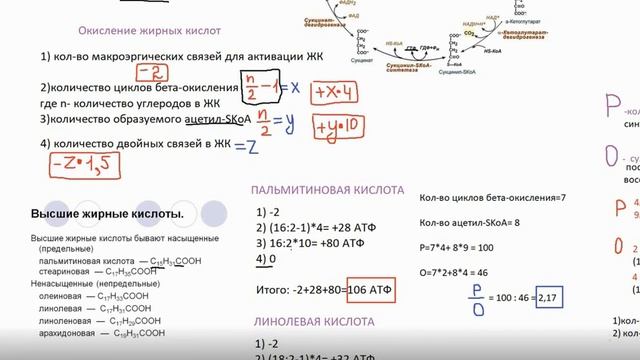 Расчет энергетической ценности и коэффициента Р/О при бета-окислении жирных кислот смотреть онлайн
