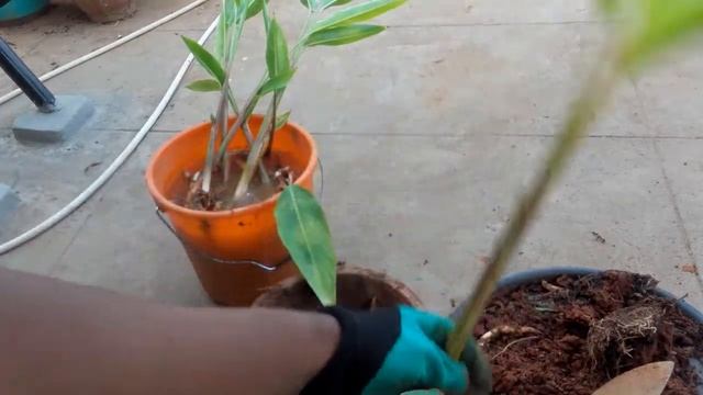 How to easily propagate Heliconia Psittacorum by division смотреть онлайн