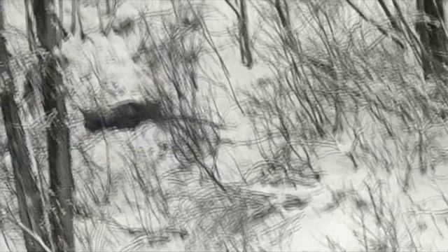 Ветеринары спасли лосёнка смотреть онлайн