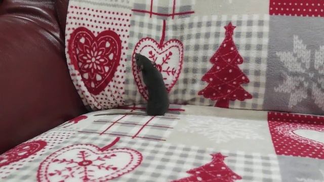 Домашняя крыса. Крысеныш смотреть онлайн