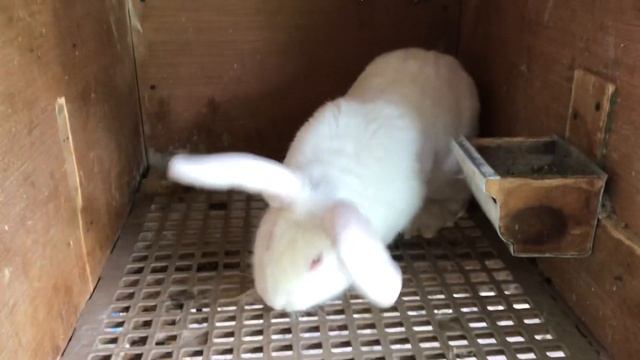 Кролики флаундер в США #24 смотреть онлайн