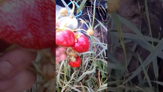 Как слизни поедают клубнику #Shorts смотреть онлайн