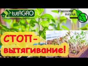 ЖИВАЯ ВОДА ДЛЯ РАССАДЫ. Остановит вытягивание и напитает силой! Совершенно БЕСПЛАТНОЕ средство!