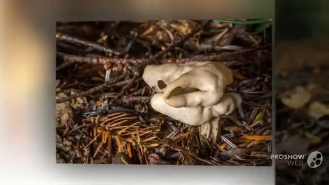 Helvella crispa - fungi kingdom смотреть онлайн