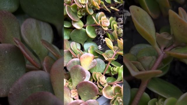 СЕДУМ TETRACTINUM “CORAL REEF” смотреть онлайн